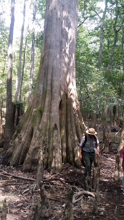 General Greene's Tree