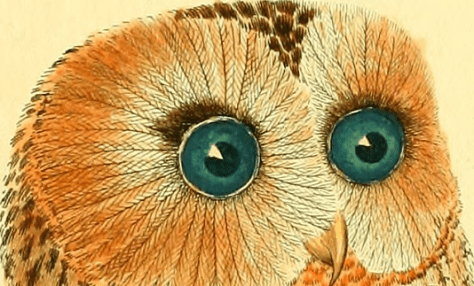 Owl